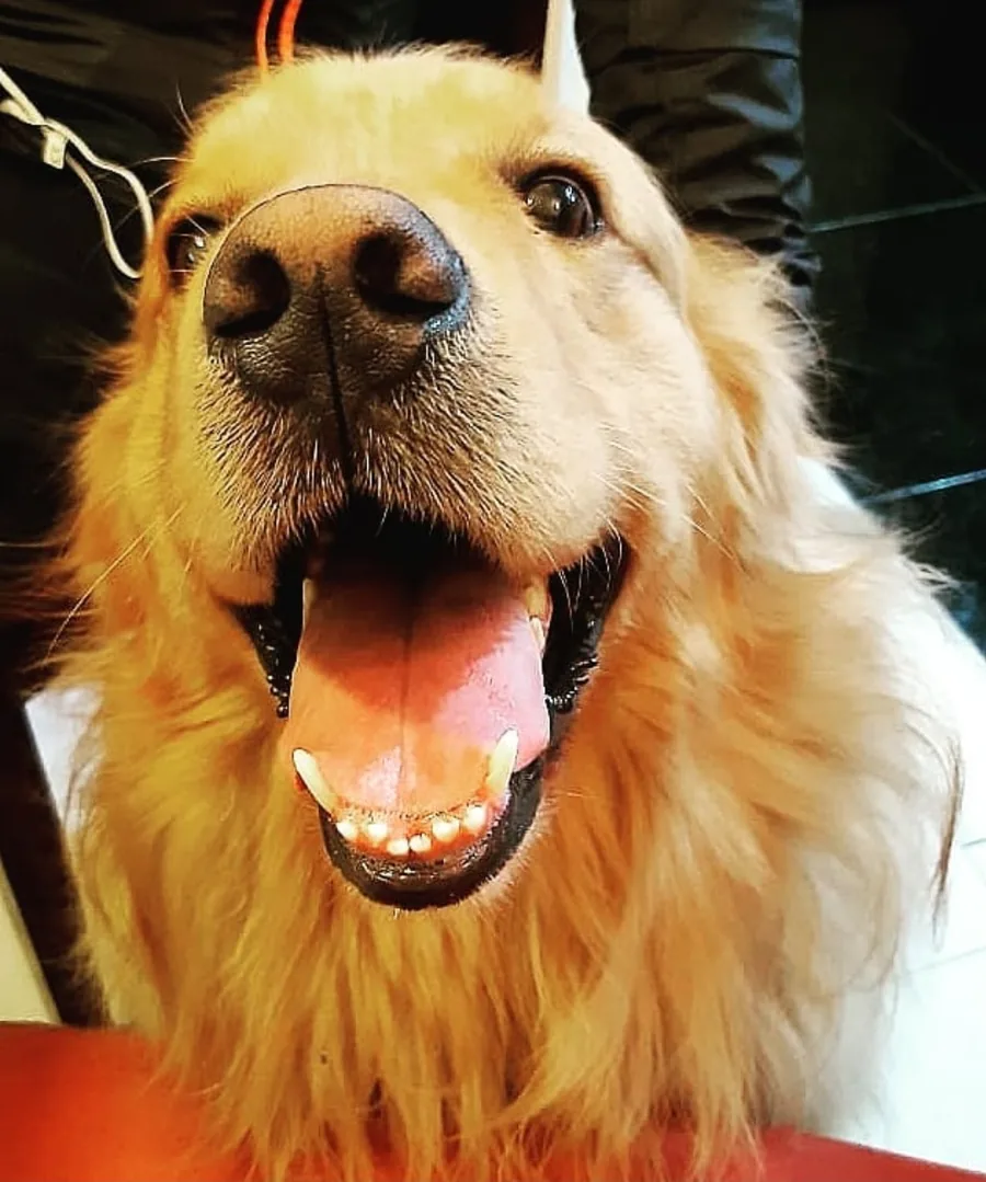 Perro golden retriever feliz atendido en Veterinaria Claude Véricel