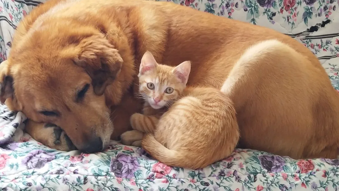 Un perro y un gatito descansando juntos, pacientes de Veterinaria Claude Véricel